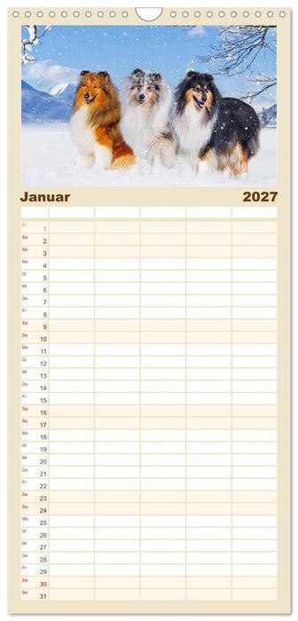 Britische Hütehunde - Treue Freunde auf vier Pfoten (CALVENDO Familienplaner 2027)