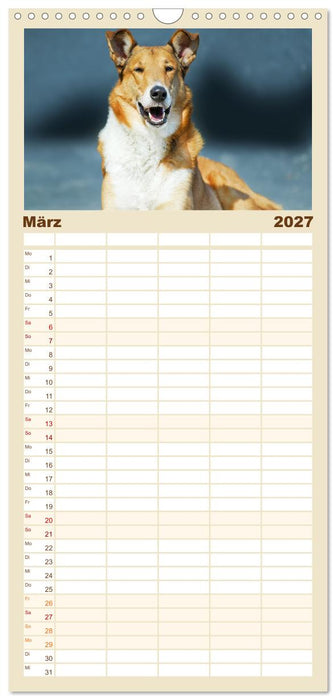 Britische Hütehunde - Treue Freunde auf vier Pfoten (CALVENDO Familienplaner 2027)