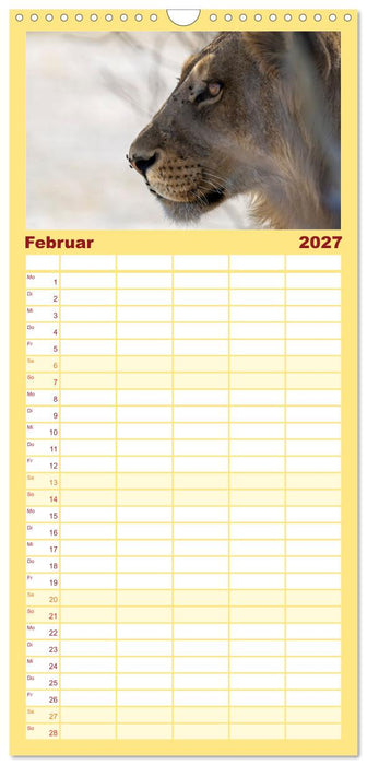 Löwen in Botswana und Südafrika (CALVENDO Familienplaner 2027)