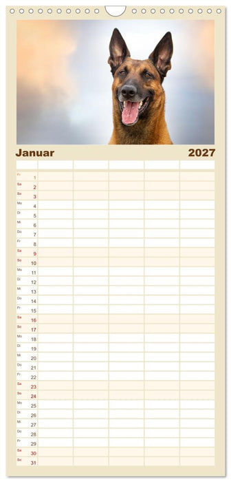 Mit dem Malinois durch das Jahr (CALVENDO Familienplaner 2027)