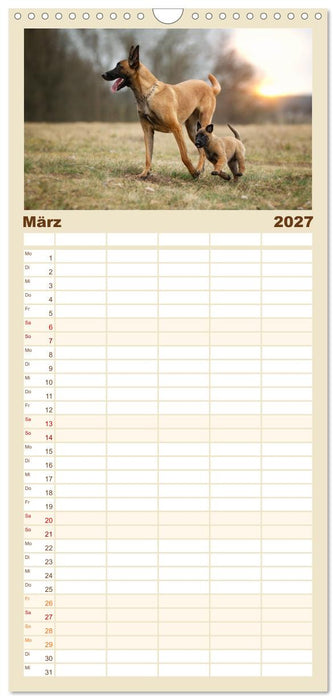 Mit dem Malinois durch das Jahr (CALVENDO Familienplaner 2027)