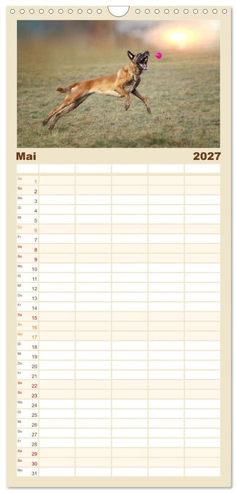 Mit dem Malinois durch das Jahr (CALVENDO Familienplaner 2027)