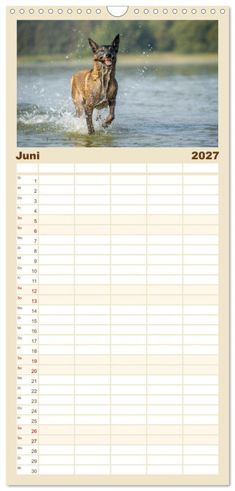 Mit dem Malinois durch das Jahr (CALVENDO Familienplaner 2027)