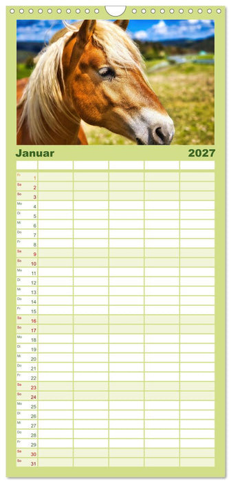 Haflinger im Thüringer Wald (CALVENDO Familienplaner 2027)