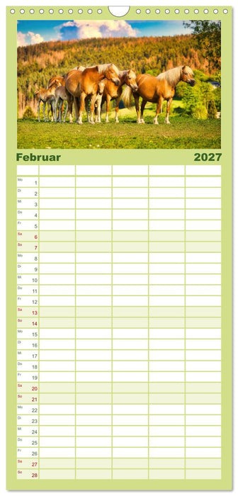 Haflinger im Thüringer Wald (CALVENDO Familienplaner 2027)