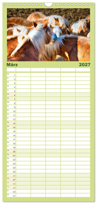 Haflinger im Thüringer Wald (CALVENDO Familienplaner 2027)