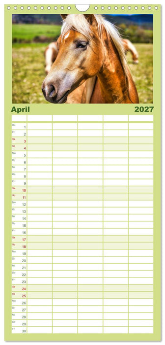 Haflinger im Thüringer Wald (CALVENDO Familienplaner 2027)