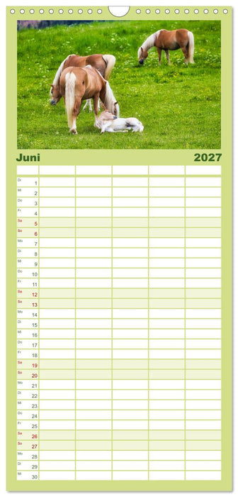 Haflinger im Thüringer Wald (CALVENDO Familienplaner 2027)
