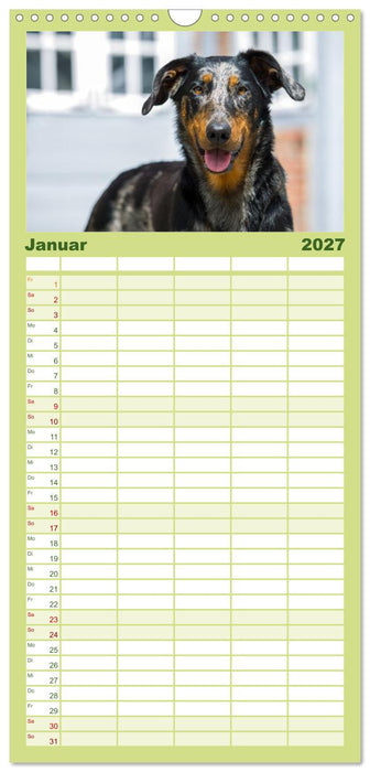 Der Beauceron (CALVENDO Familienplaner 2027)