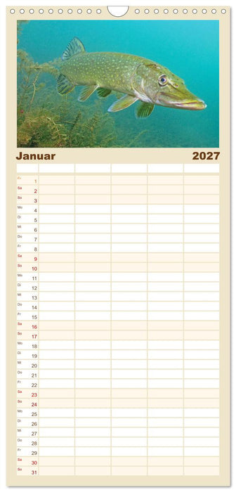Forelle, Hecht und Stör: Fische in europäischen Gewässern (CALVENDO Familienplaner 2027)