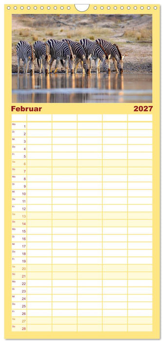 Zebras - Die gestreiften Vierbeiner. (CALVENDO Familienplaner 2027)