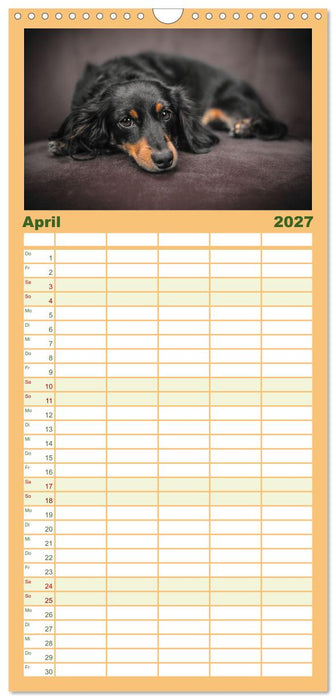 Total gechillte Hunde (CALVENDO Familienplaner 2027)