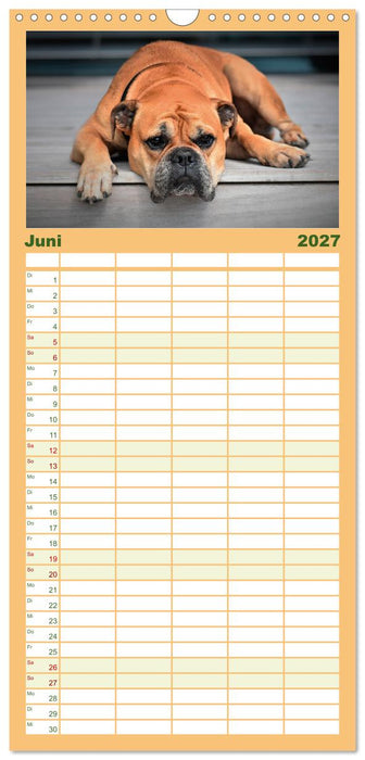 Total gechillte Hunde (CALVENDO Familienplaner 2027)