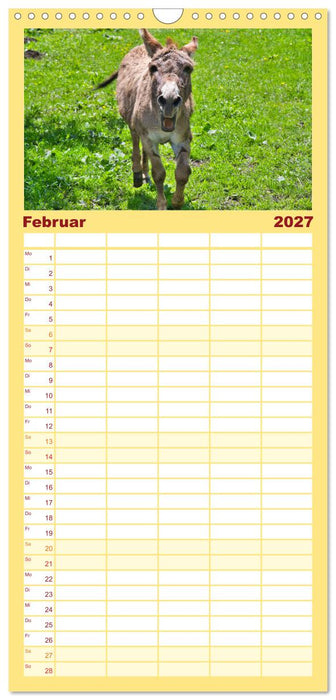 Liebenswerte Esel (CALVENDO Familienplaner 2027)