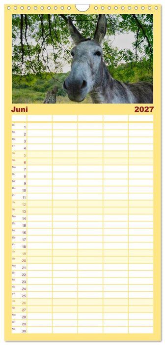 Liebenswerte Esel (CALVENDO Familienplaner 2027)