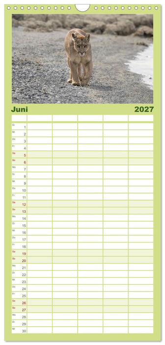Wildlife Südamerika (CALVENDO Familienplaner 2027)