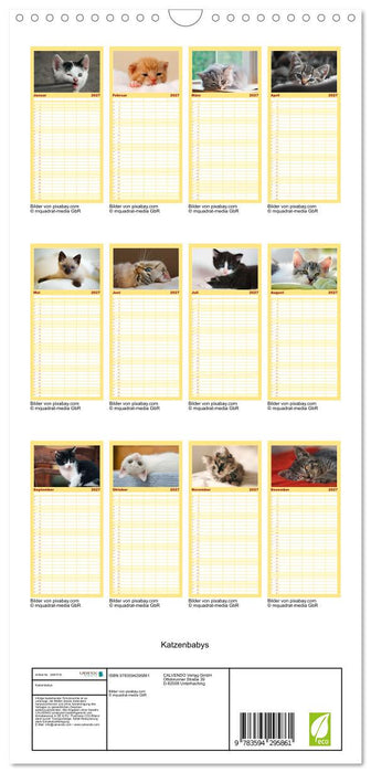 Katzenbabys (CALVENDO Familienplaner 2027)