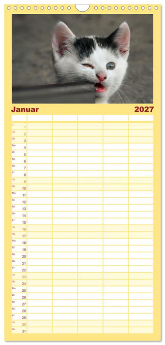 Katzenbabys (CALVENDO Familienplaner 2027)
