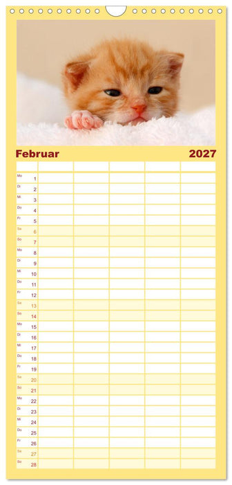 Katzenbabys (CALVENDO Familienplaner 2027)