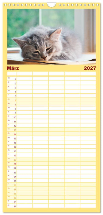 Katzenbabys (CALVENDO Familienplaner 2027)