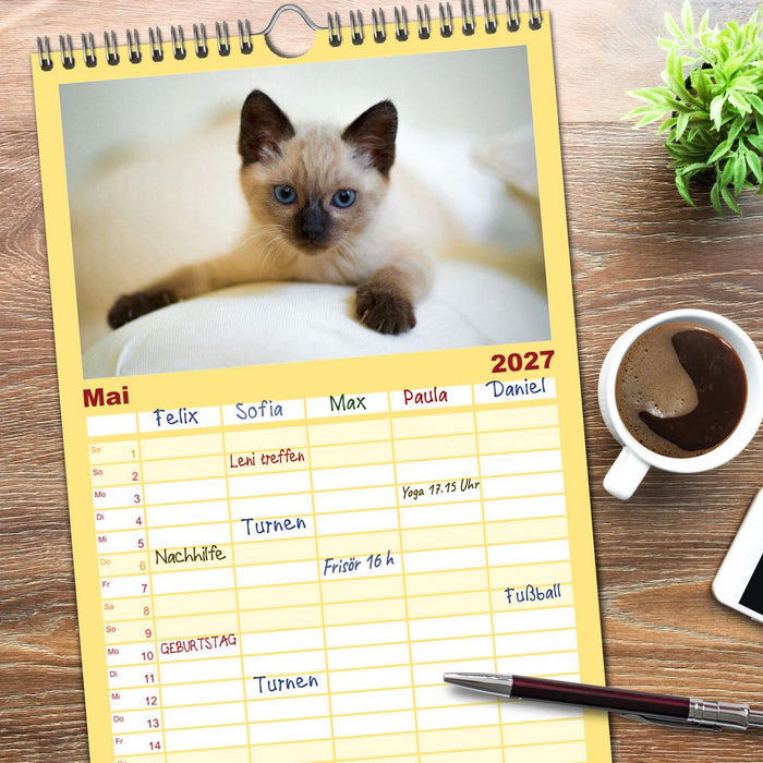 Katzenbabys (CALVENDO Familienplaner 2027)