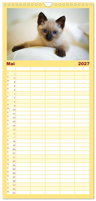 Katzenbabys (CALVENDO Familienplaner 2027)