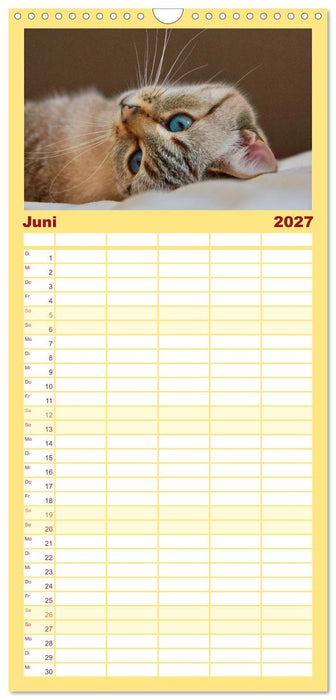 Katzenbabys (CALVENDO Familienplaner 2027)