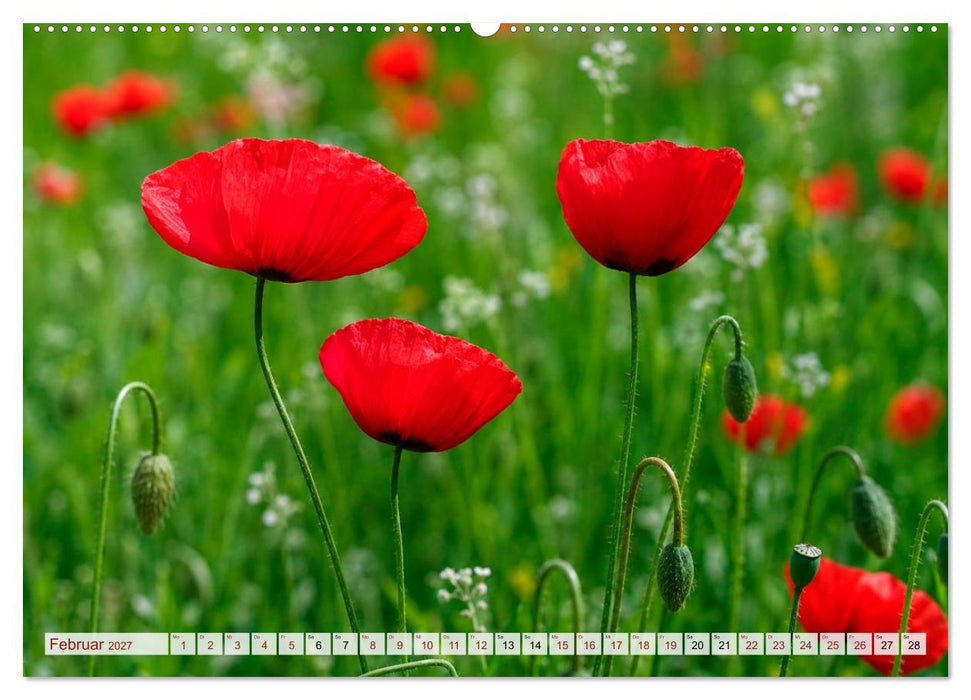 Mohnblütenmelodie (CALVENDO Wandkalender 2027)