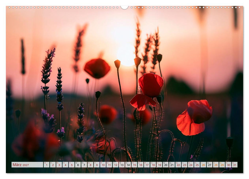 Mohnblütenmelodie (CALVENDO Wandkalender 2027)