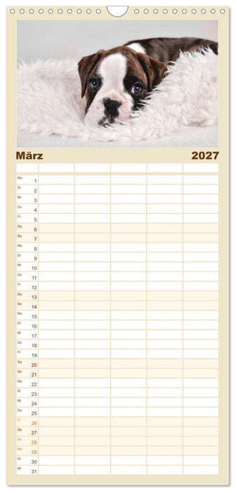 Boxer Welpen einfach zuckersüß (CALVENDO Familienplaner 2027)
