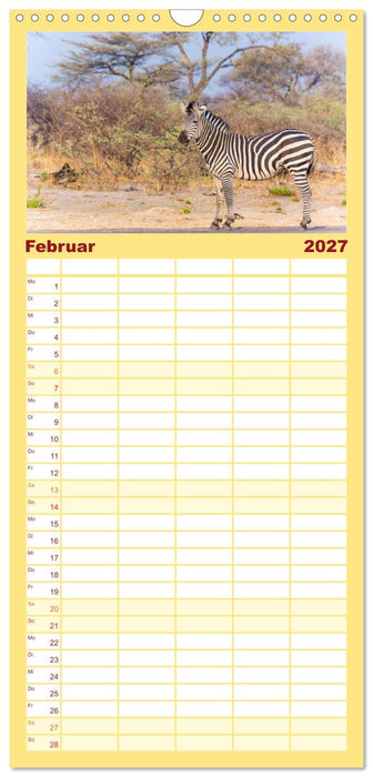 Zebras in Afrika (CALVENDO Familienplaner 2027)