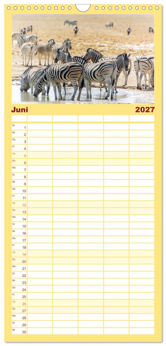 Zebras in Afrika (CALVENDO Familienplaner 2027)