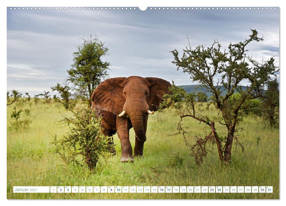 Erlebe mit mir die Tierwelt Tansanias (CALVENDO Wandkalender 2027)