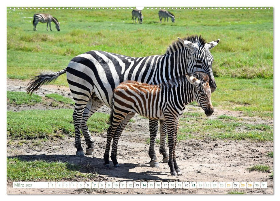 Erlebe mit mir die Tierwelt Tansanias (CALVENDO Wandkalender 2027)