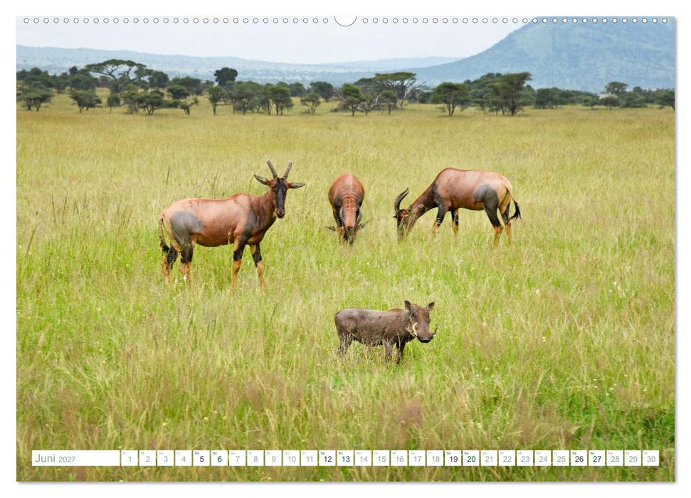 Erlebe mit mir die Tierwelt Tansanias (CALVENDO Wandkalender 2027)