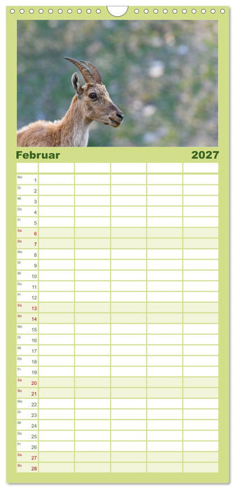 Bergkönige - Steinböcke im Blickpunkt der Naturfotografie (CALVENDO Familienplaner 2027)