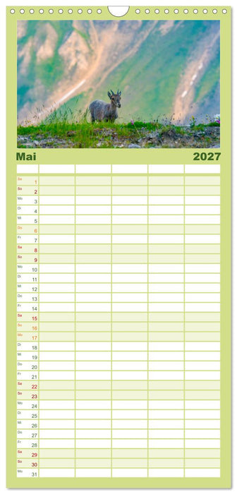 Bergkönige - Steinböcke im Blickpunkt der Naturfotografie (CALVENDO Familienplaner 2027)