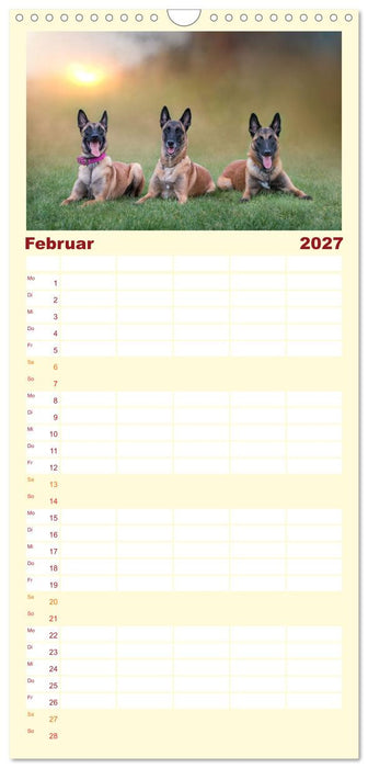 Traumhund Malinois (CALVENDO Familienplaner 2027)