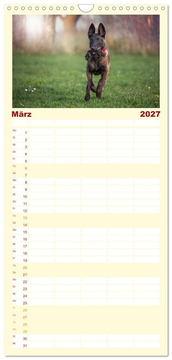 Traumhund Malinois (CALVENDO Familienplaner 2027)
