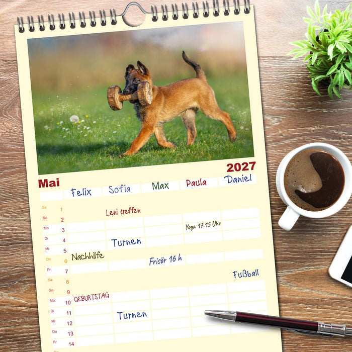 Traumhund Malinois (CALVENDO Familienplaner 2027)