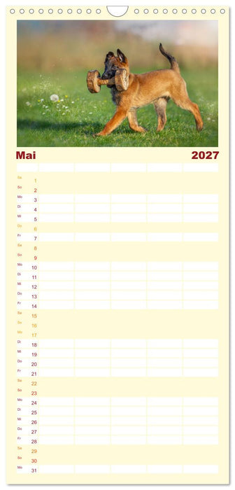 Traumhund Malinois (CALVENDO Familienplaner 2027)