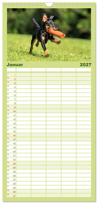Deutscher Terrier - ein leidenschaftlicher Jäger (CALVENDO Familienplaner 2027)