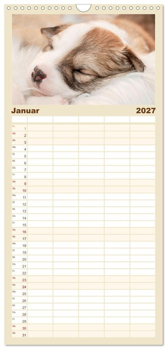 Bezaubernde Islandhundewelpen (CALVENDO Familienplaner 2027)