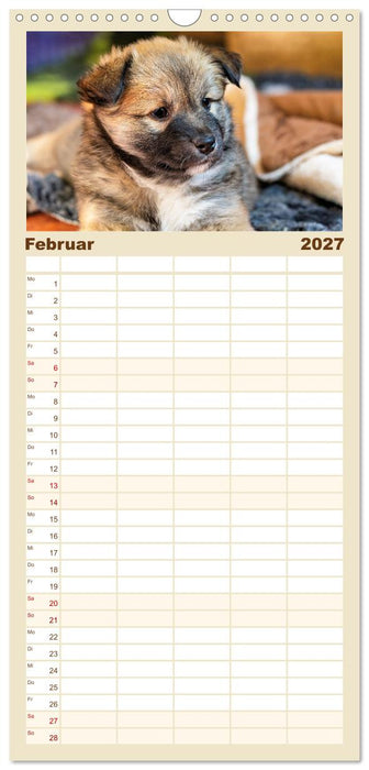 Bezaubernde Islandhundewelpen (CALVENDO Familienplaner 2027)