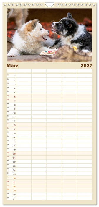 Bezaubernde Islandhundewelpen (CALVENDO Familienplaner 2027)