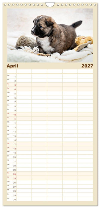 Bezaubernde Islandhundewelpen (CALVENDO Familienplaner 2027)