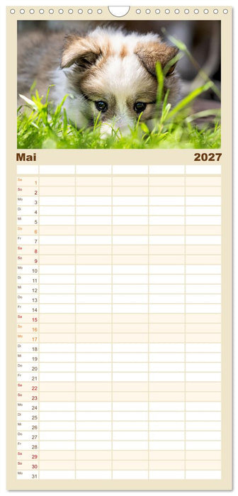 Bezaubernde Islandhundewelpen (CALVENDO Familienplaner 2027)