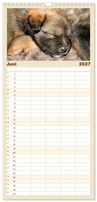 Bezaubernde Islandhundewelpen (CALVENDO Familienplaner 2027)