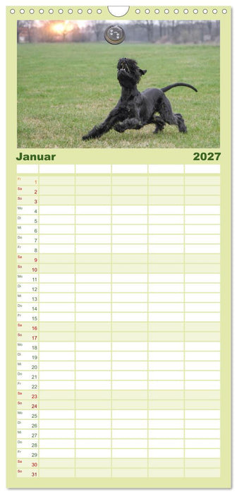 Mit dem Riesenschnauzer durch das Jahr (CALVENDO Familienplaner 2027)