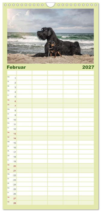 Mit dem Riesenschnauzer durch das Jahr (CALVENDO Familienplaner 2027)